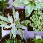 Design for Conscious Living - 3 Benefits of an Urban Garden and 3 Tips on How to Start One - Potted Herbs (Photo by Matt Montgomery on Unsplash) - Feature