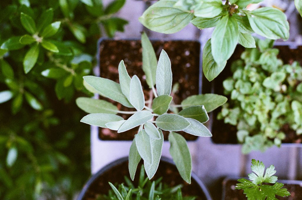 Design for Conscious Living - 3 Benefits of an Urban Garden and 3 Tips on How to Start One - Potted Herbs (Photo by Matt Montgomery on Unsplash)