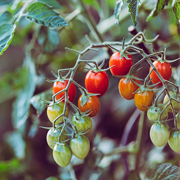 EDIBLE GARDEN DESIGN IN TORONTO