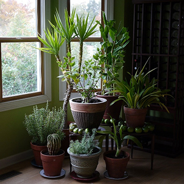 INDOOR PLANT REVIVAL | TOP SIX INDOOR PLANT CARE TIPS