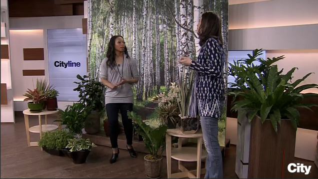 Celia Alida Rutte is on the set of Cityline with Tracy Moore, with a large wall mural of a birch tree forest, and numerous potted plants on the floor.