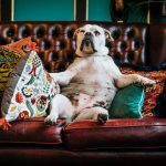 Bulldog sitting on traditional chesterfield surrounded by exotic decorative pillows.