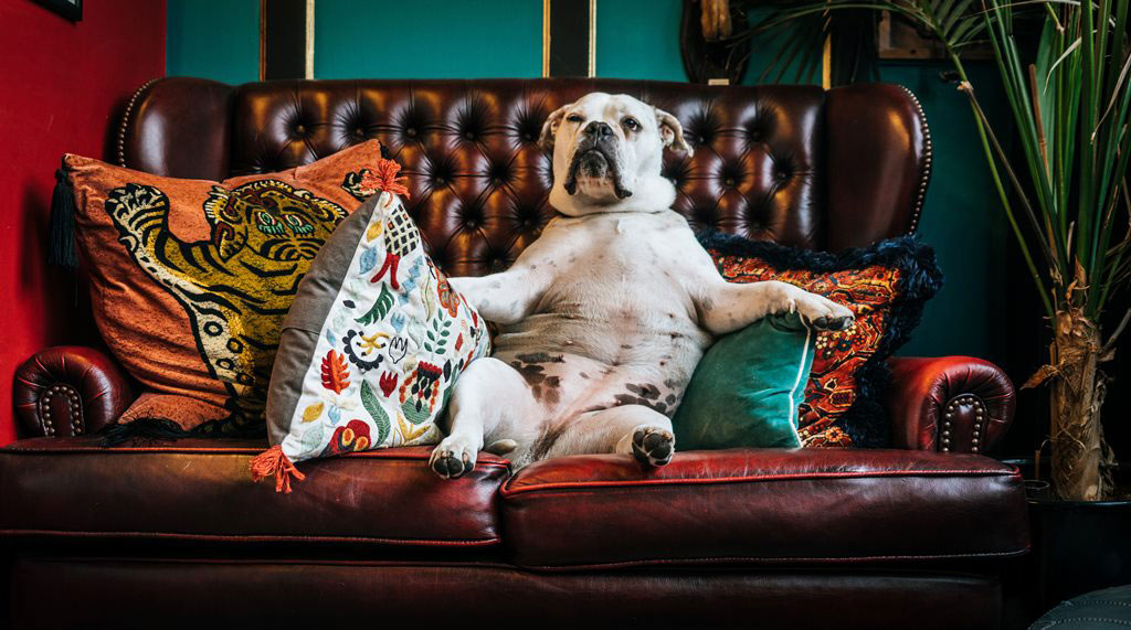 Bulldog sitting on traditional chesterfield surrounded by exotic decorative pillows.