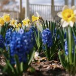 Design for Conscious Living – The April Garden - Monthly Gardening Advice for New Gardeners - Thumbnail