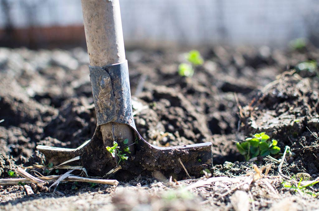 A garden shovel in the ground of a garden bed freshly tilled.