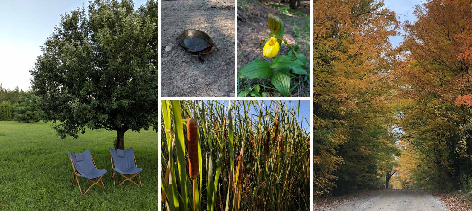 Images of nature scenes: an apple tree, a turtle, a flower, a patch of Bulrush, a country road in fall colour.