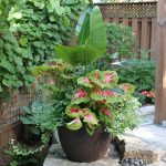 DFC - How to Design Gorgeous Garden Planters Celia Alida Rutte Shares her Secret – Complimenting Full Sun and Full Shade Planter - Feature image