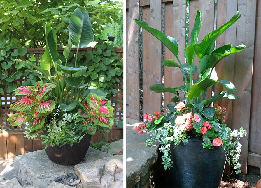 Two beautiful summer planter with bold and colourful plants.