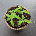 THE HOLLAND HOUSCH | HOW TO CARE FOR INDOOR SEEDLINGS AFTER GERMINATION