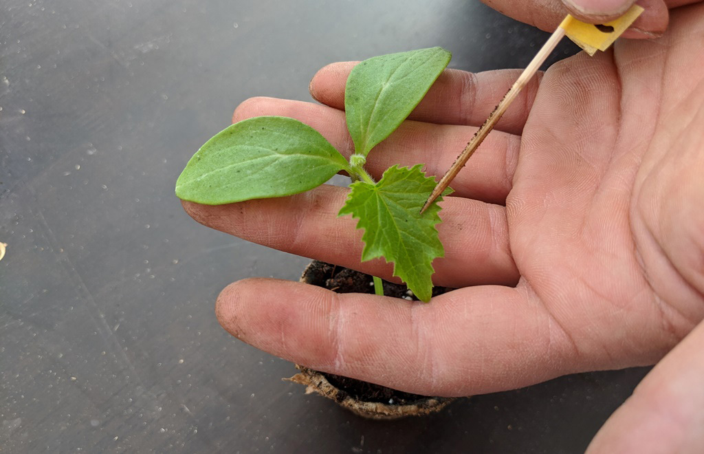A hand, holding a cucumber seedling and a toothpick used to point to the true leaf.