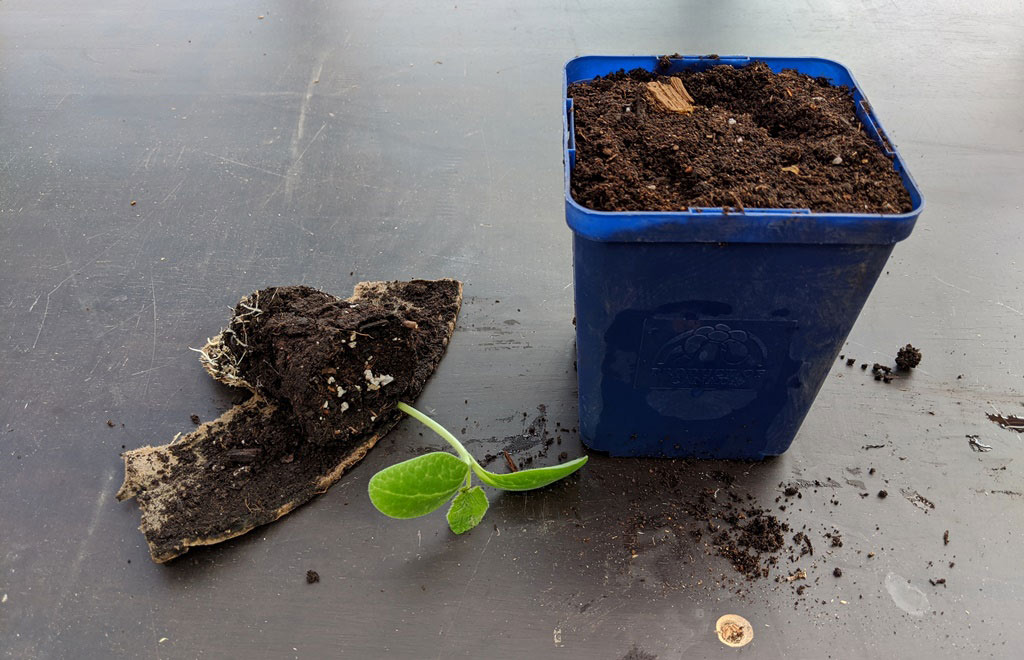 A seedling pot torn open to expose the root ball, and a larger pot beside it filled with soil.