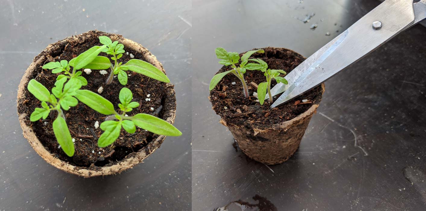 One pot with four baby tomato seedlings and a second pot with a pair of scissors ready to snip one of two seedlings.