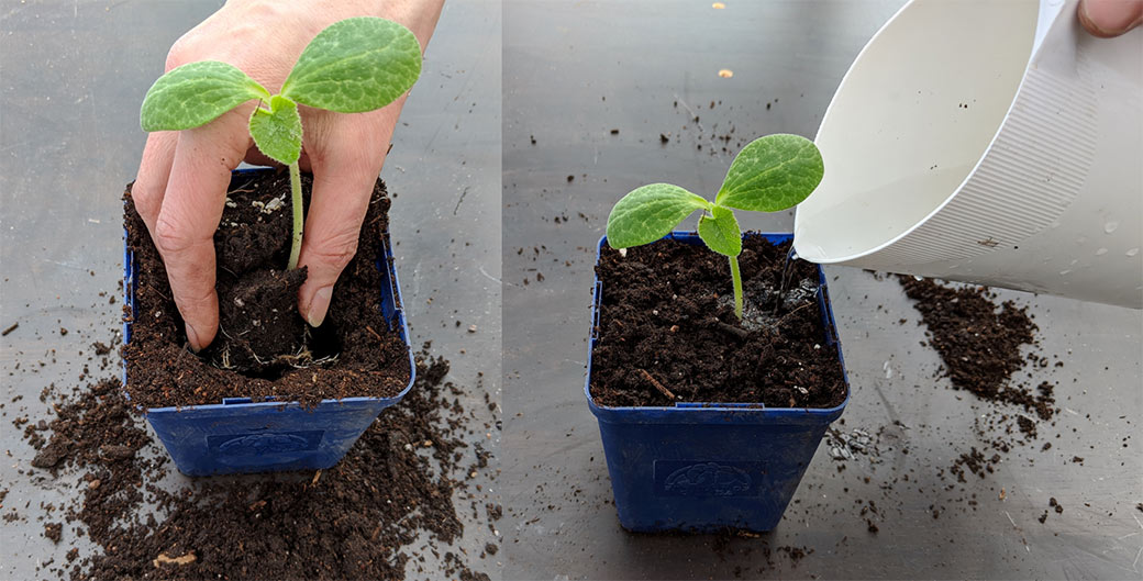 Dropping the root ball of a seedling into a pot filled with soil, and a second pot being watered.