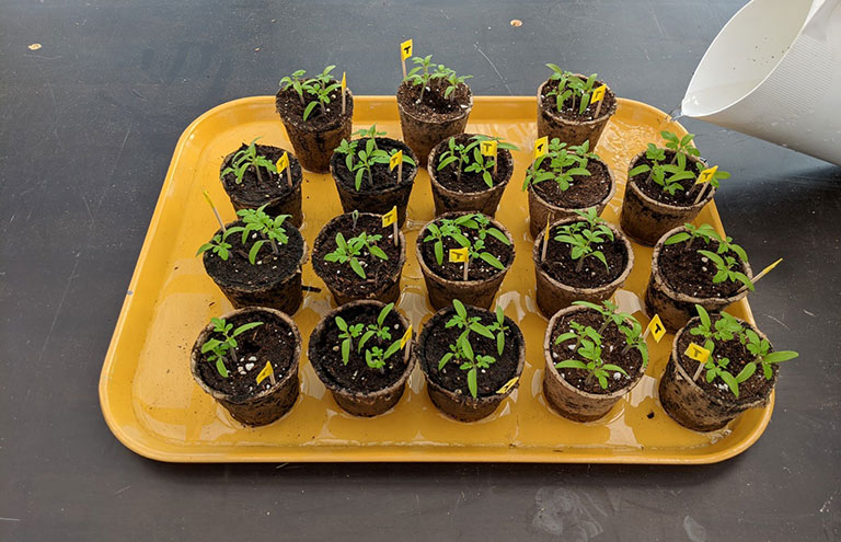 A yellow cafeteria tray with eighteen seedlings in their pots, and a white watering can pouring water in the tray.