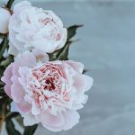 Design for Conscious Living – The June Garden - Monthly Gardening Advice for New Gardeners – Pink Peony - Photo Taken by Annie Spratt on Unsplash - Thumbnail