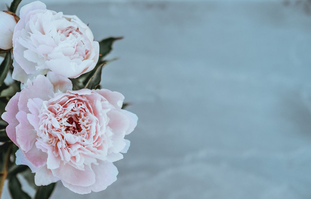 Design for Conscious Living – The June Garden - Monthly Gardening Advice for New Gardeners – Pink Peony - Photo Taken by Annie Spratt on Unsplash