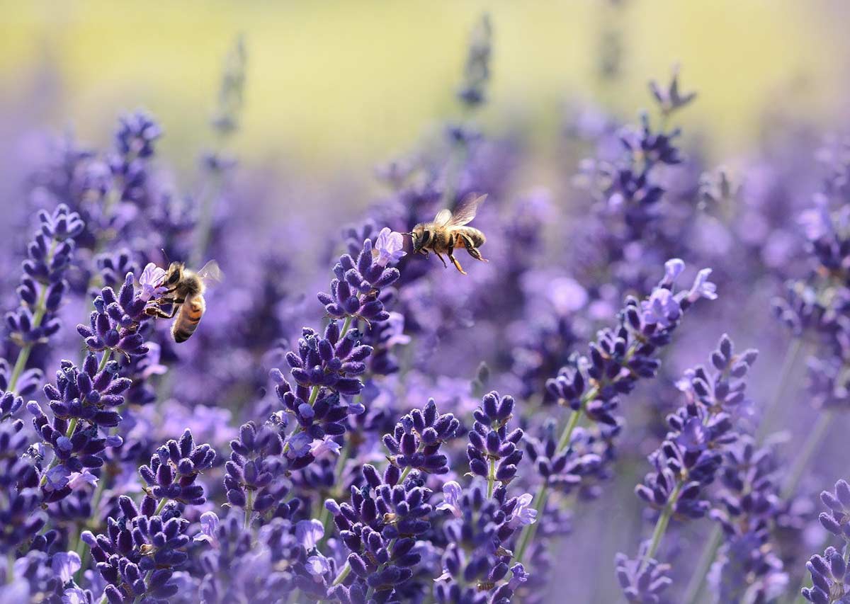 Two honey bees extracting pollen from lavender flowers.