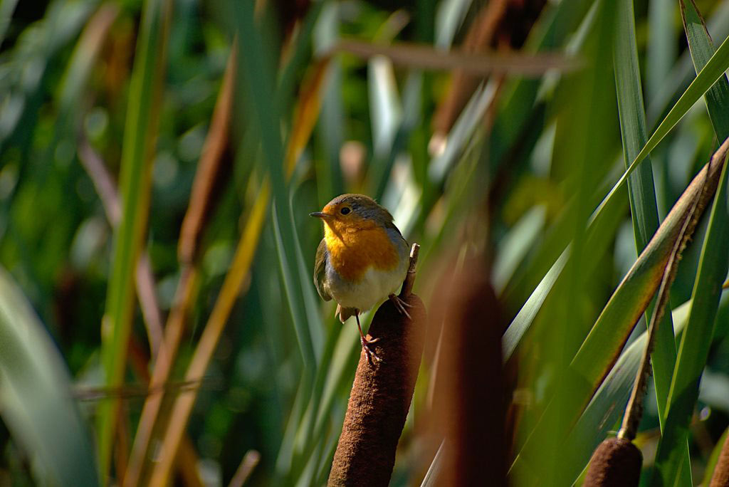 A beautiful yellow orange and grey bird perched on the top of a bulrush.