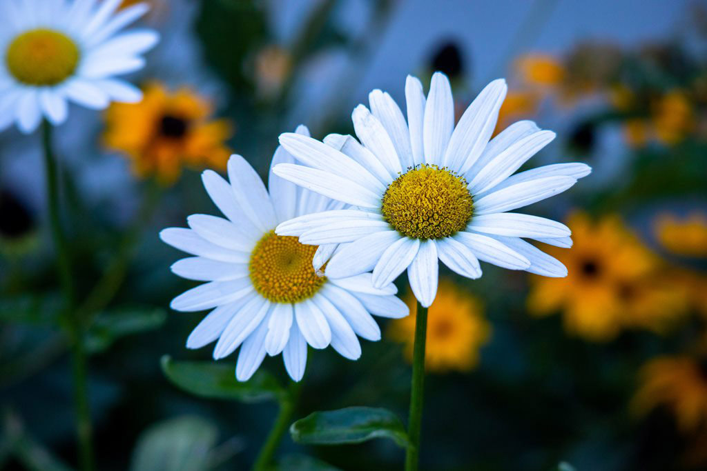 Two large Shasta Daisy’s with Black Eyed Susans in a blurred background.