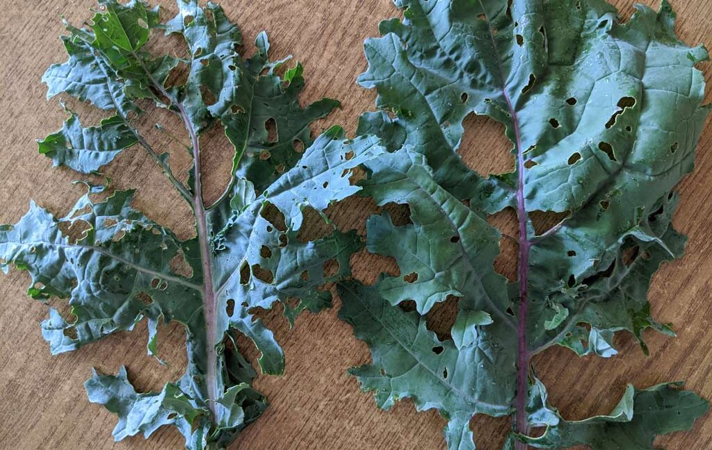 Two large kale leaves side by side with big holes eaten out of the center from the cabbage worm.