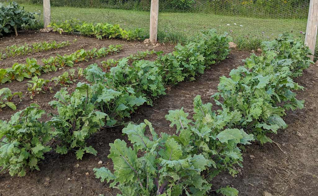 Two rows of kale in the vegetable garden with smaller leaves.