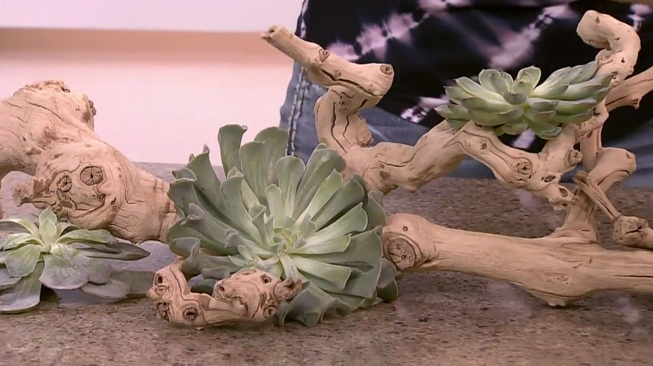 Celia shows how to place succulents on a sculpted branch, on the set of Cityline.