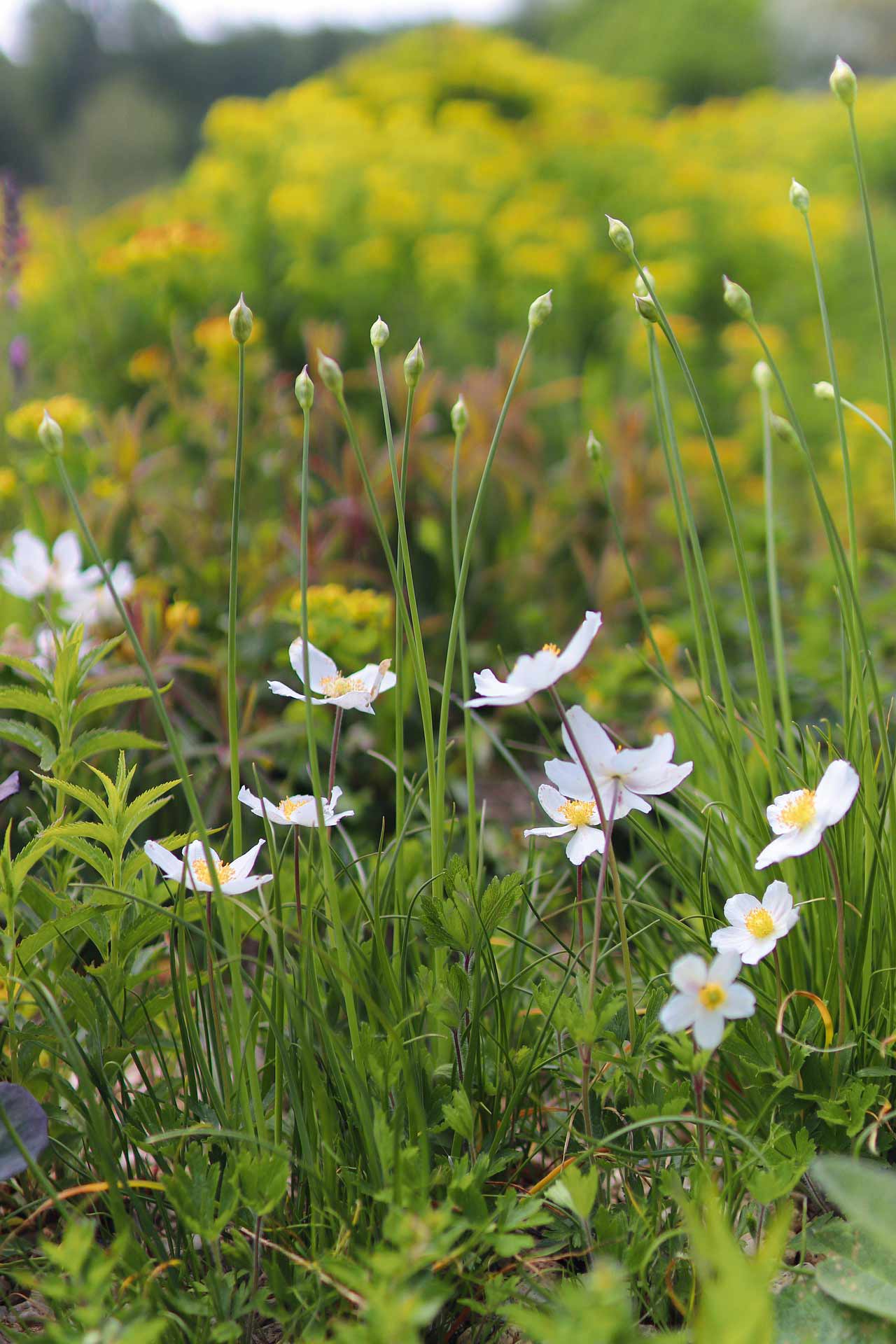 A beautiful photo of white anemones in the foreground and a blurred field in the background.