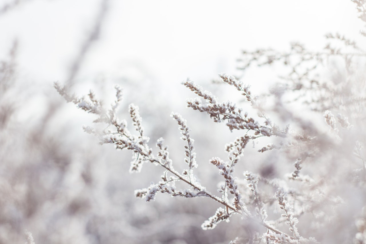 A plant with stems and seeds covered in a thin dusting of snow set in front of a foggy, out of focus, white background.