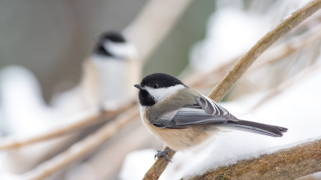A beautiful black, white, gray, and tan coloured chickadee resting on a snow covered branch.